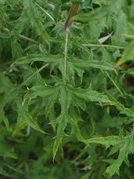 Attēlu rezultāti vaicājumam “Echinops sphaerocephalus leaf”