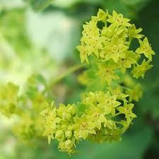 Image result for Alchemilla vulgaris