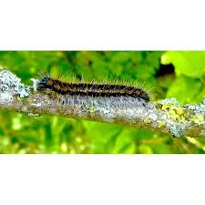 Attēlu rezultāti vaicājumam “Aporia crataegi larva”