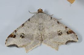 Attēlu rezultāti vaicājumam “Macaria alternata”