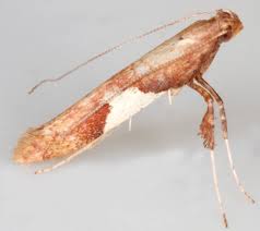 Attēlu rezultāti vaicājumam “Caloptilia stigmatella”