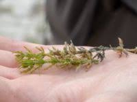 Attēlu rezultāti vaicājumam “Chara aspera”