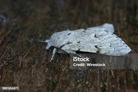 Attēlu rezultāti vaicājumam “Acronicta leporina larva”