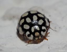 Attēlu rezultāti vaicājumam “Sospita vigintiguttata”