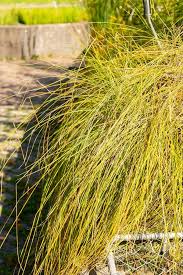 Attēlu rezultāti vaicājumam “Carex appropinquata”