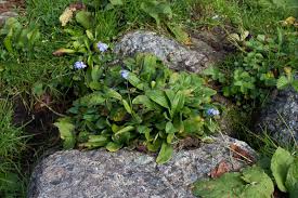 Attēlu rezultāti vaicājumam “Myosotis laxa subsp. baltica”