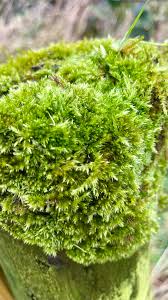 Attēlu rezultāti vaicājumam “Brachythecium rutabulum”