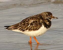 Attēlu rezultāti vaicājumam “Arenaria interpres”