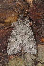 Attēlu rezultāti vaicājumam “Polia nebulosa”