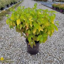 Attēlu rezultāti vaicājumam “Cornus alba”