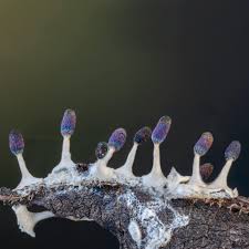 Attēlu rezultāti vaicājumam “Diachea leucopodia stalked”