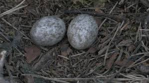 Attēlu rezultāti vaicājumam “Caprimulgus europaeus eggs”