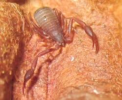 Attēlu rezultāti vaicājumam “Chelifer cancroides”