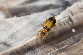 Attēlu rezultāti vaicājumam “Phyllobrotica quadrimaculata”