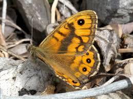 Attēlu rezultāti vaicājumam “Lasiommata megera male”