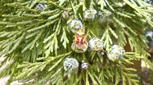 Attēlu rezultāti vaicājumam “Chlorochroa juniperina imago”