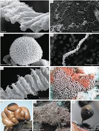 Attēlu rezultāti vaicājumam “Arcyria cinerea spores”