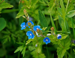 Attēlu rezultāti vaicājumam “Veronica chamaedrys flower”