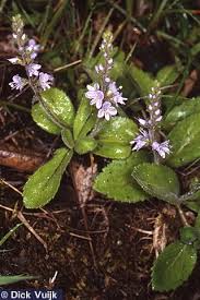 Image result for Veronica officinalis