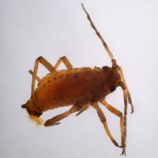 Attēlu rezultāti vaicājumam “Aphis farinosa”