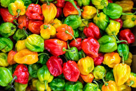Afbeeldingsresultaat voor aji habanero hot pepper