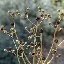 Image result for Edeldistel