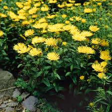 Image result for Inula hirta