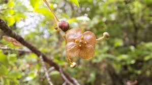Attēlu rezultāti vaicājumam “Euonymus verrucosus fruit”