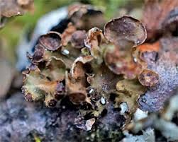 Attēlu rezultāti vaicājumam “Cetraria sepincola”