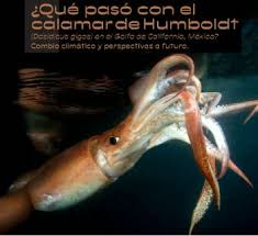 Image result for Dosidicus gigas