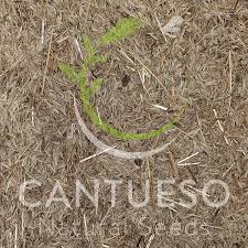 Attēlu rezultāti vaicājumam “Corynephorus canescens leaf”