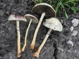 Attēlu rezultāti vaicājumam “Trichia ambigua macro”