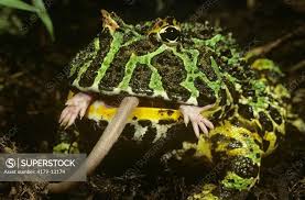 Image result for Ceratophrys ornata