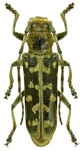 Attēlu rezultāti vaicājumam “Saperda scalaris”