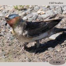 Image result for Petrochelidon pyrrhonota