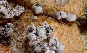 Attēlu rezultāti vaicājumam “Badhamia melanospora”