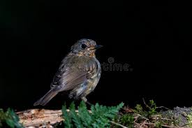Attēlu rezultāti vaicājumam “Erithacus rubecula juvenile”
