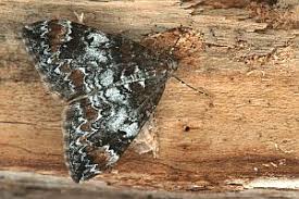 Attēlu rezultāti vaicājumam “Dysstroma truncata”