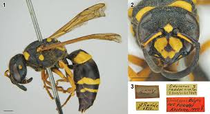 Attēlu rezultāti vaicājumam “Eumenidae”