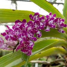 Attēlu rezultāti vaicājumam “Didymium aggregatum”