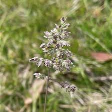Attēlu rezultāti vaicājumam “Poa pratensis flower”