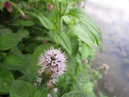 Attēlu rezultāti vaicājumam “Mentha aquatica”