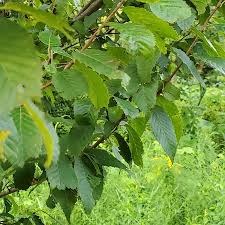Attēlu rezultāti vaicājumam “Carpinus betulus leaf”