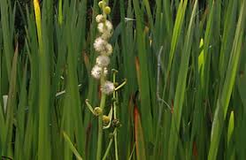 Attēlu rezultāti vaicājumam “Typhaceae”