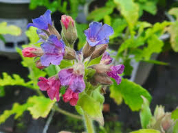 Image result for Lungenkraut