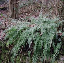 Attēlu rezultāti vaicājumam “Polypodium vulgare”