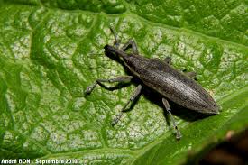 Attēlu rezultāti vaicājumam “Lixus iridis”