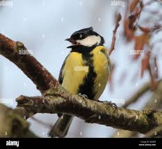 Attēlu rezultāti vaicājumam “Parus major male”