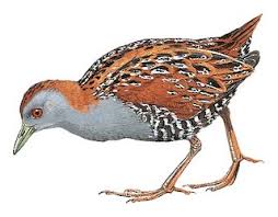 Image result for Porzana pusilla