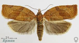 Attēlu rezultāti vaicājumam “Pandemis heparana”